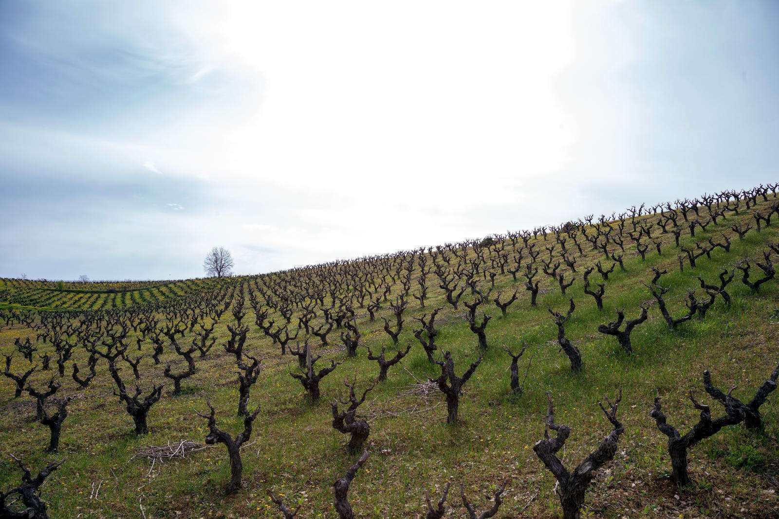 aigialeia-region-acheon-winery-inside-2-opt